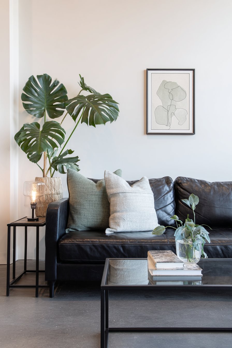 Minimalist Black Leather Against White with Single Monstera